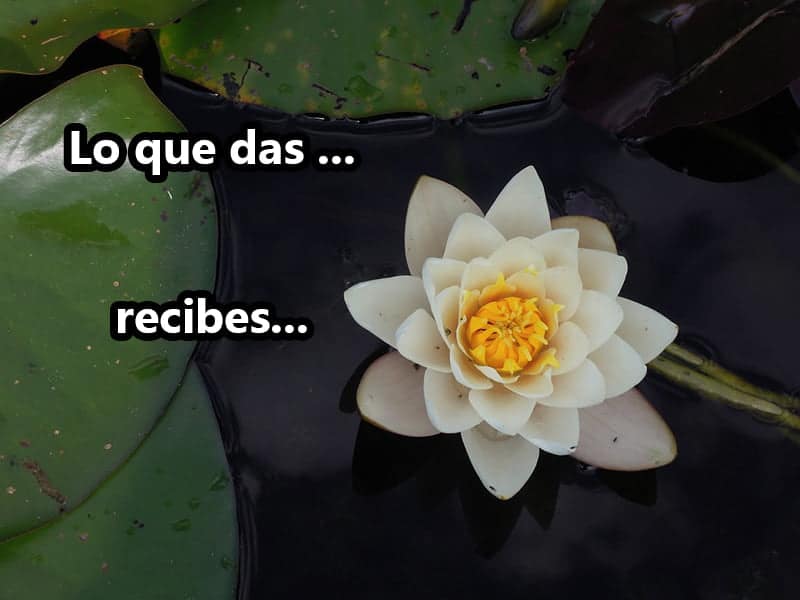 Abundancia desde los ojos del corazón 1 Abundancia es florecer y brillar en los pantanos más oscuros